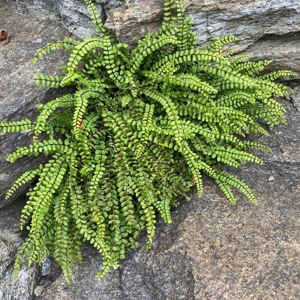 Asplenium trichomanes Habitus