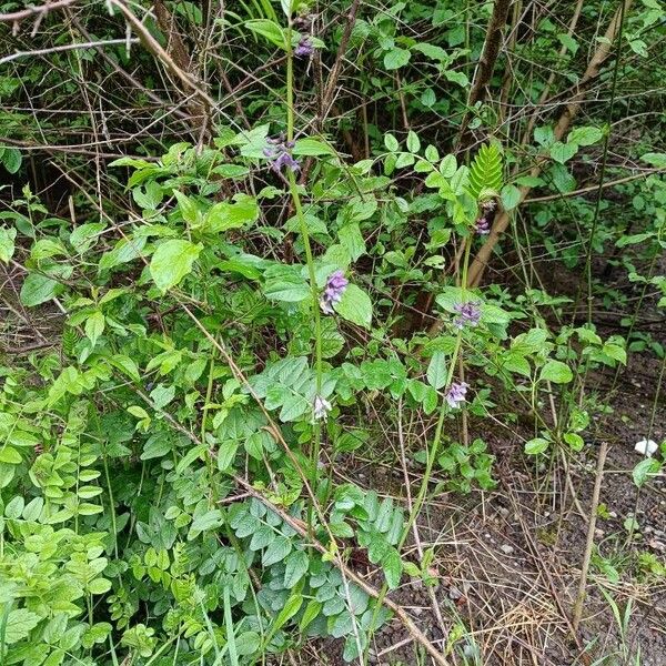 Vicia sylvatica List