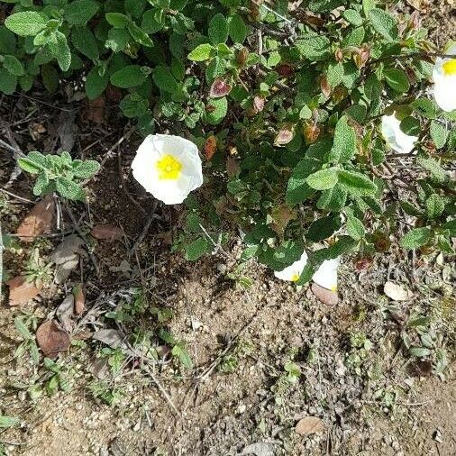 Cistus salviifolius Virág