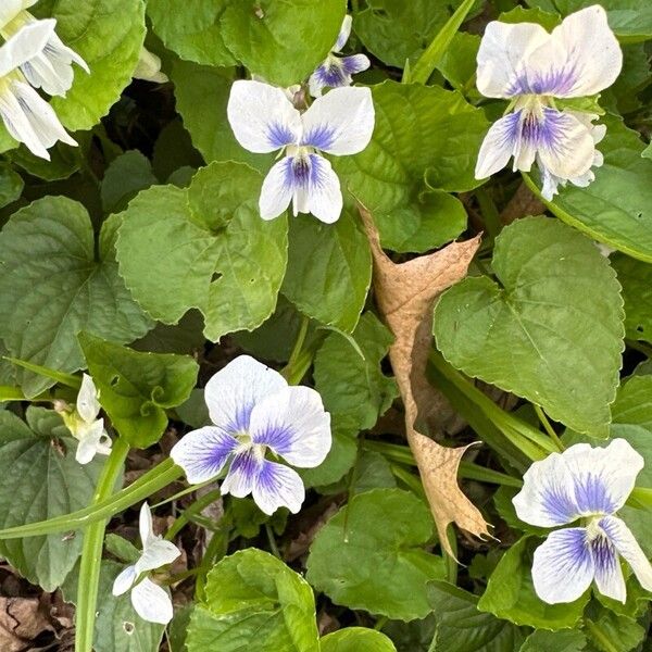 Viola × melissifolia Flower