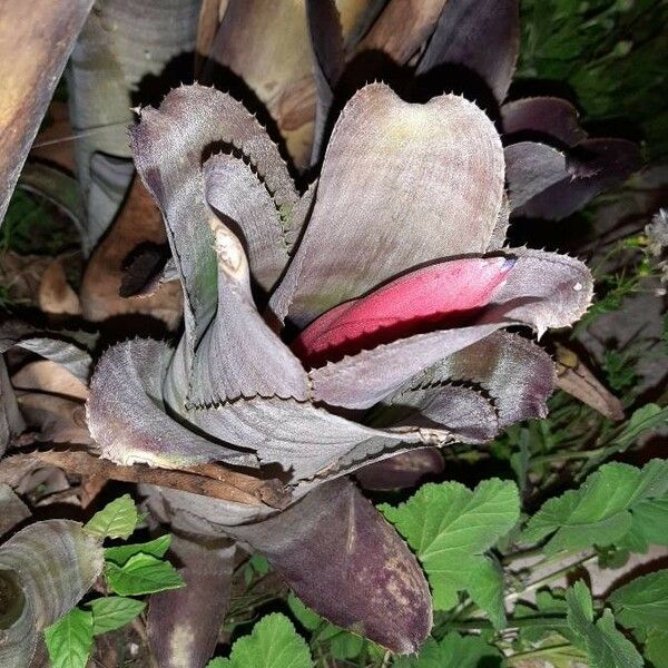 Aechmea nudicaulis Leaf