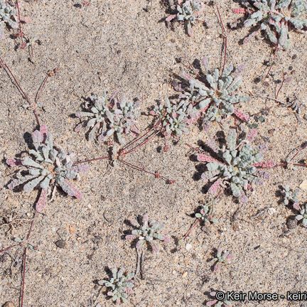 Nemacaulis denudata Habit