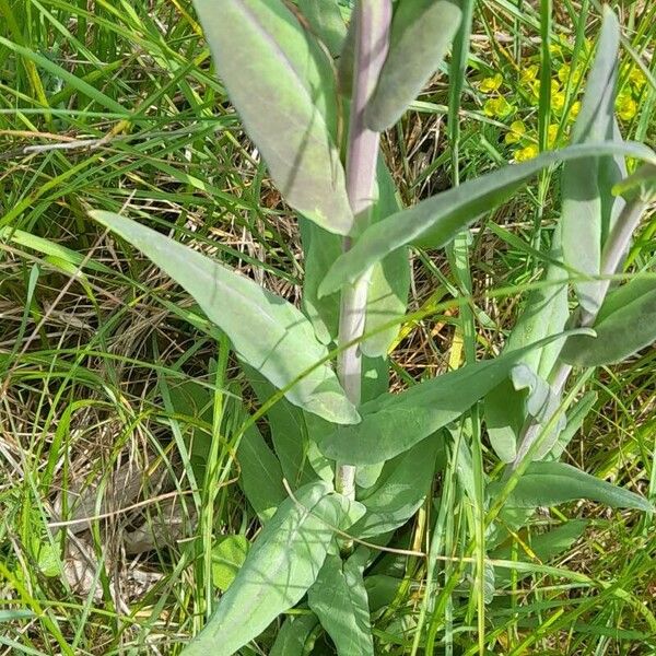 Turritis glabra Folha