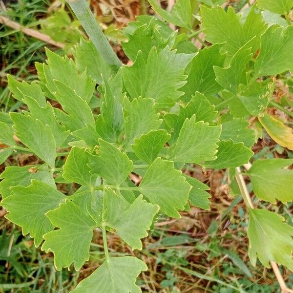 Levisticum officinale Liść