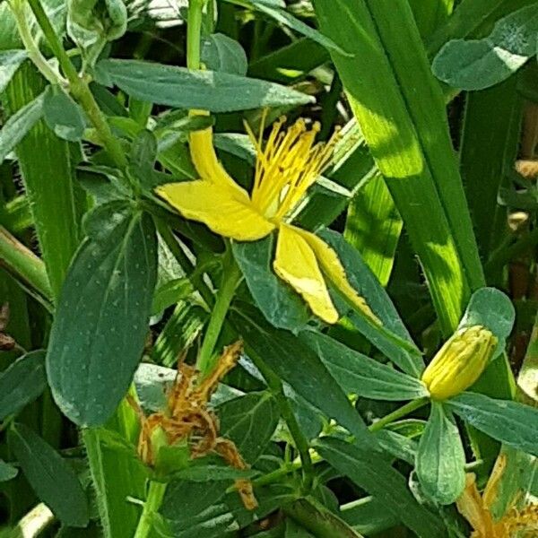 Hypericum maculatum 花