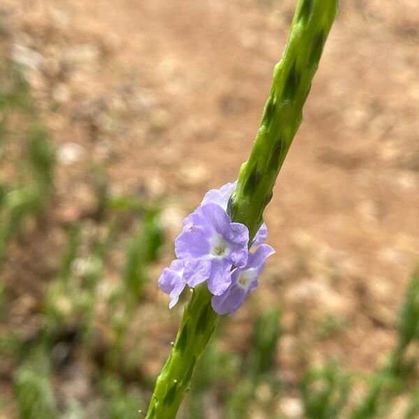 Stachytarpheta indica Blomst