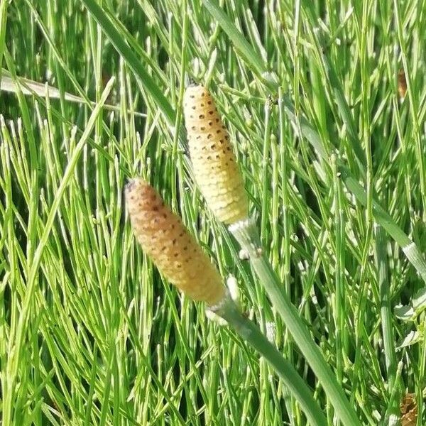 Equisetum ramosissimum Flower