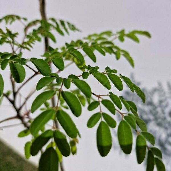 Moringa oleifera 叶