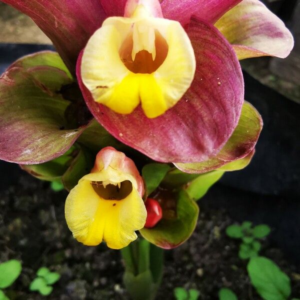 Curcuma aromatica Flower