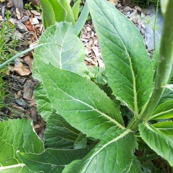 Rhaponticum scariosum Leaf