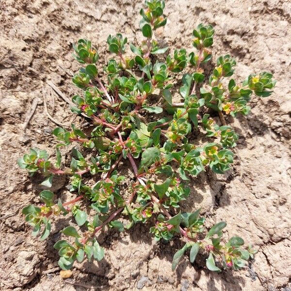 Lythrum borysthenicum Leaf