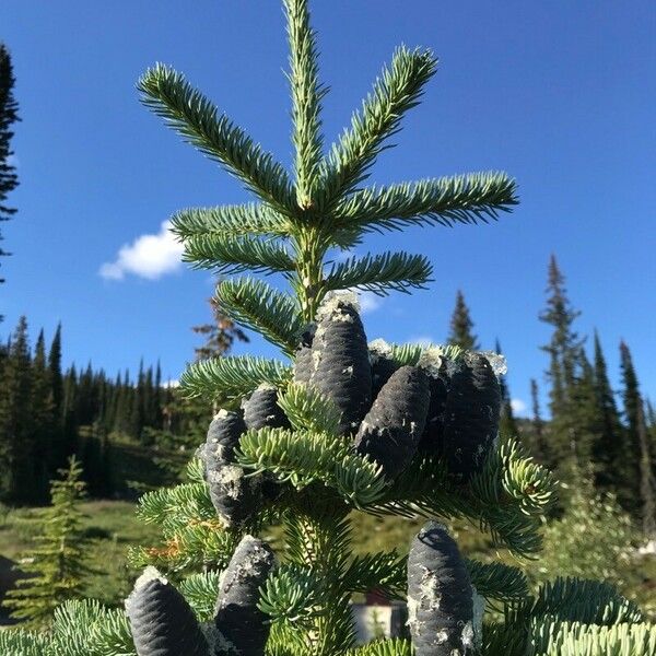 Abies lasiocarpa Кветка