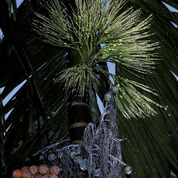 Areca catechu Blüte