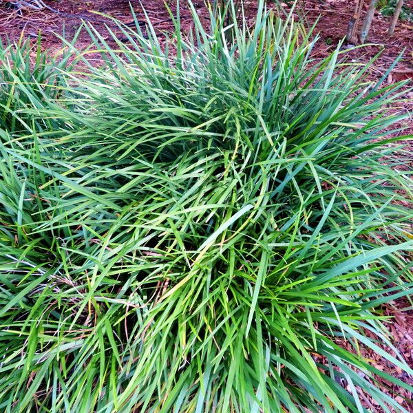 Ophiopogon jaburan Habit