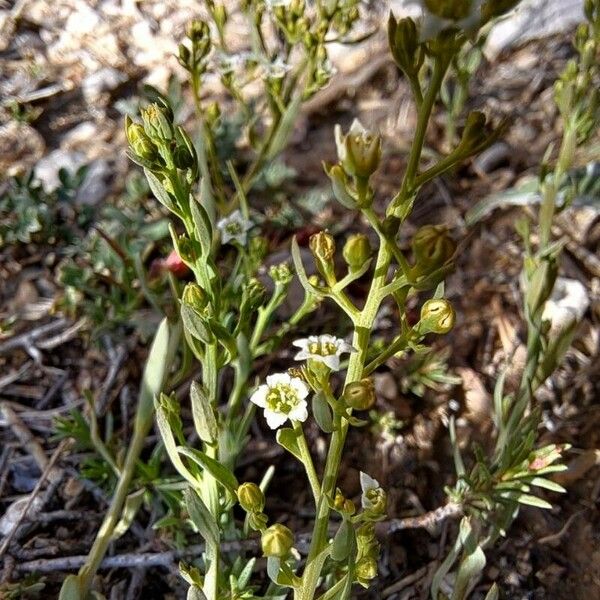 Thesium humifusum ᱵᱟᱦᱟ