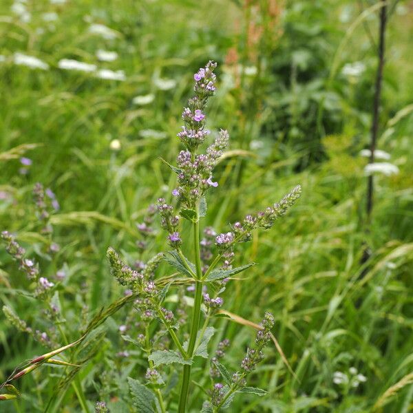 Nepeta nuda Vekstform