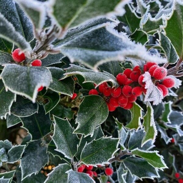 Ilex aquifolium Fruit