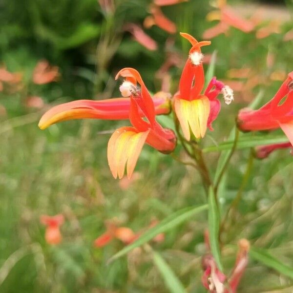 Lobelia laxiflora Кветка