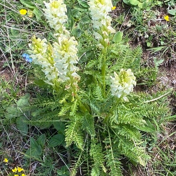 Pedicularis comosa Συνήθη χαρακτηριστικά