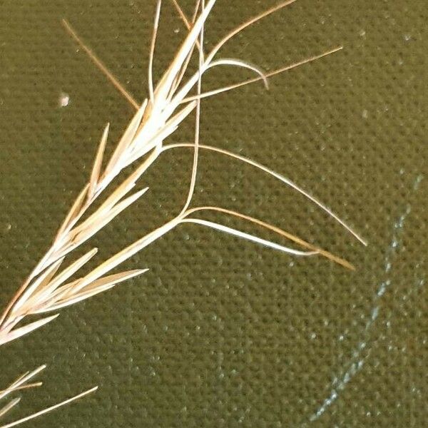 Aristida adscensionis Frukt