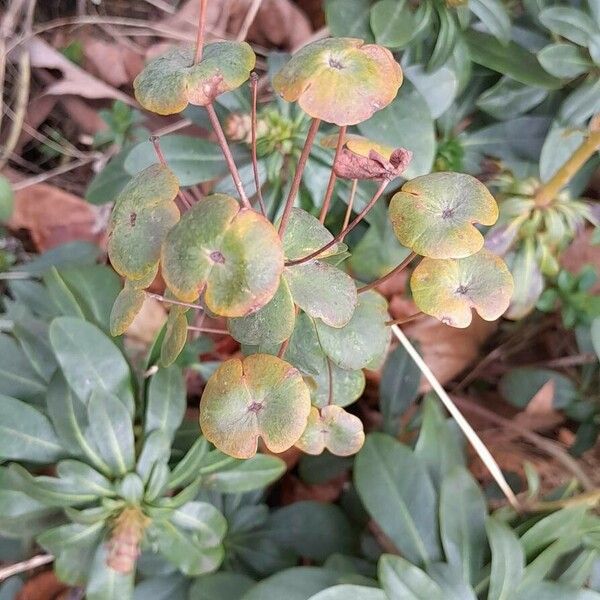 Euphorbia amygdaloides Lehti