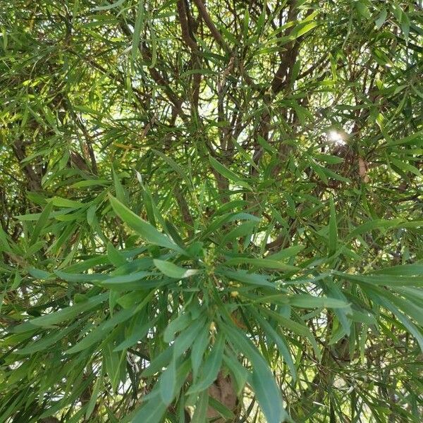 Acacia confusa Hostoa