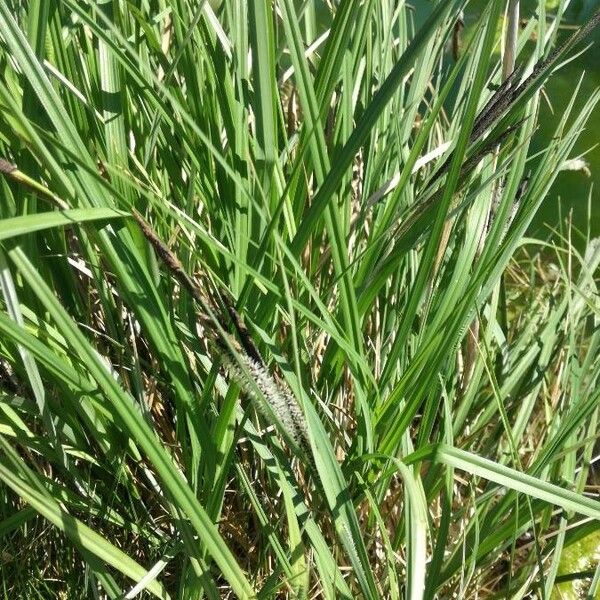 Carex acuta Flower