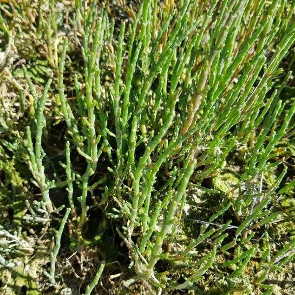 Salicornia perennis Foglia