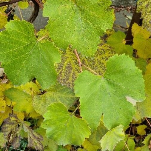 Vitis vinifera Лист