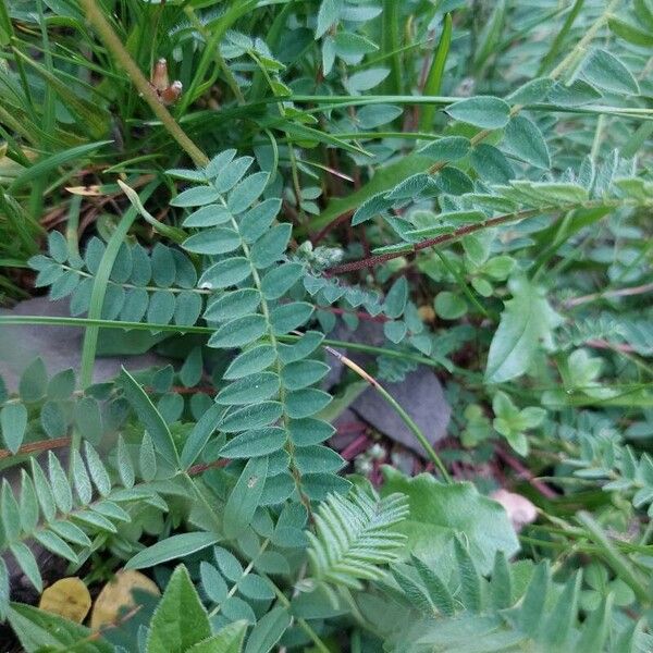 Astragalus danicus Листок