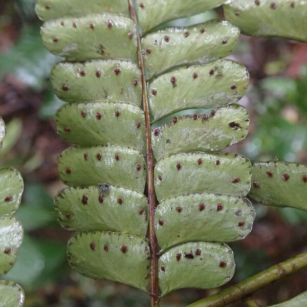 Didymochlaena truncatula Leaf