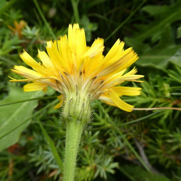 Leontodon hispidus Flower