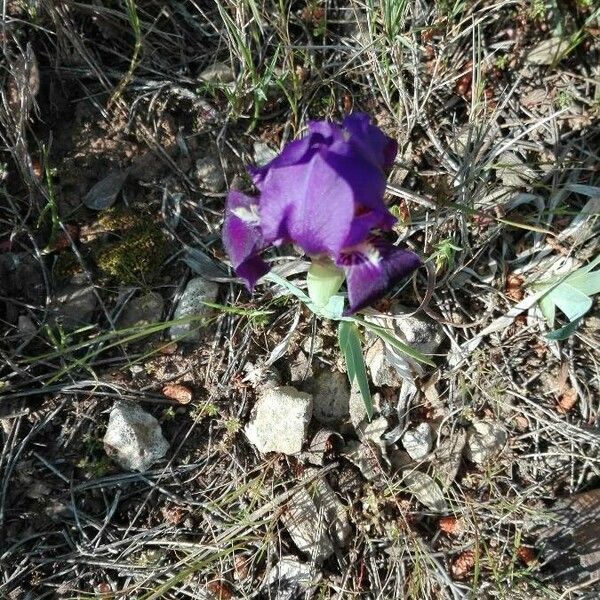 Iris lutescens Flor