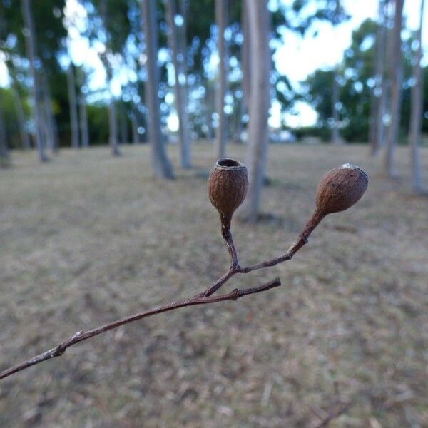 Corymbia citriodora Hedelmä