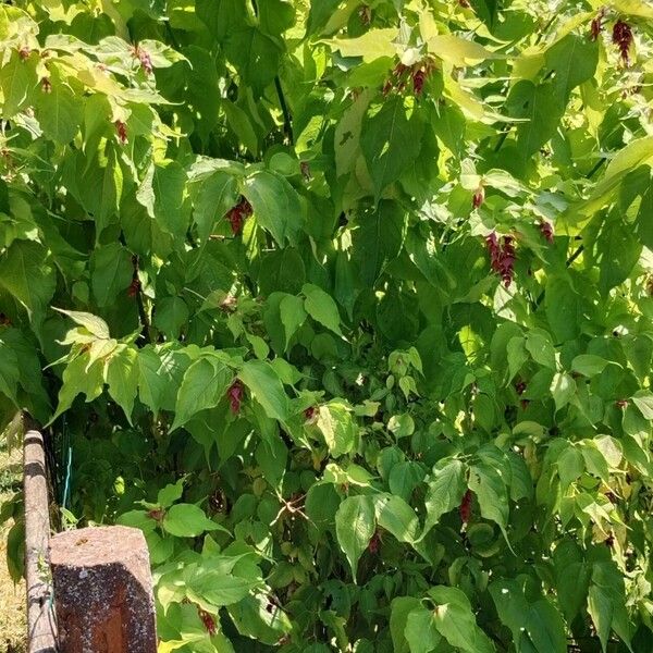 Leycesteria formosa Habit