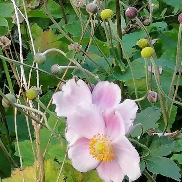 Rosa arkansana Flor