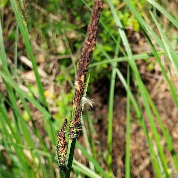 Carex elata Flower