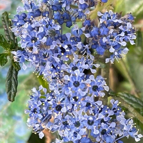 Ceanothus thyrsiflorus Kvet