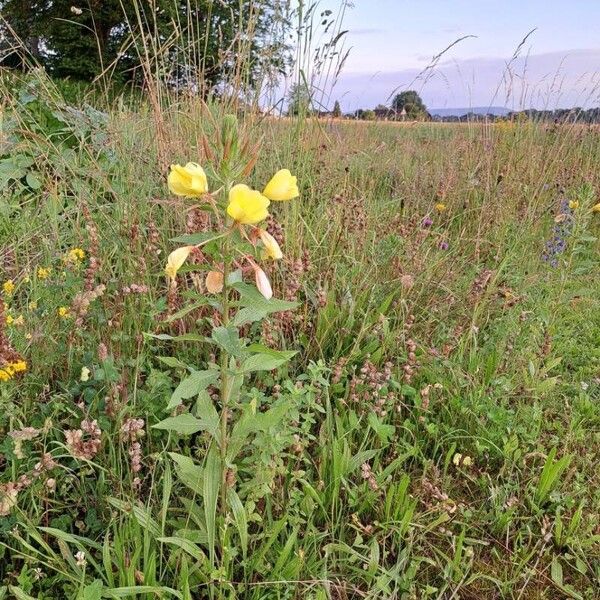 Oenothera glazioviana Yeri