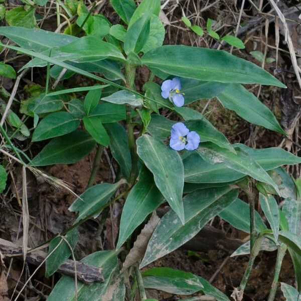 Commelina virginica Характер