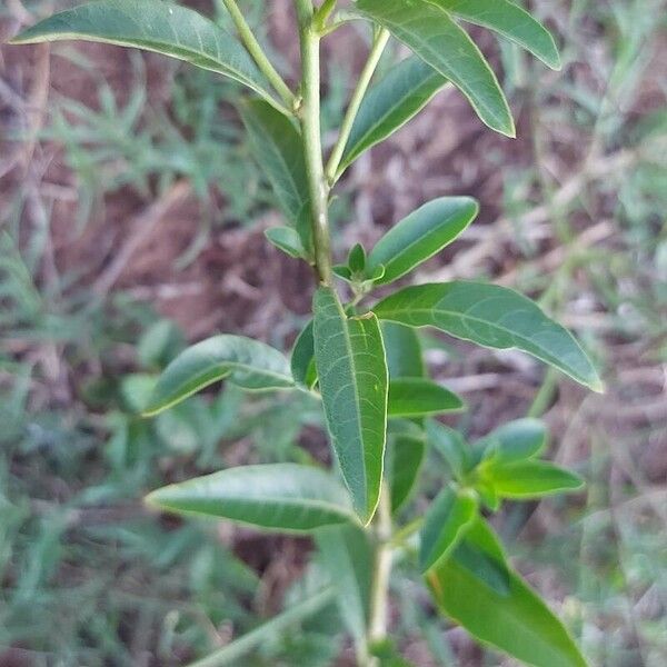 Cestrum parqui 葉