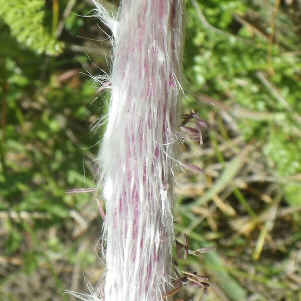 Imperata cylindrica Flower