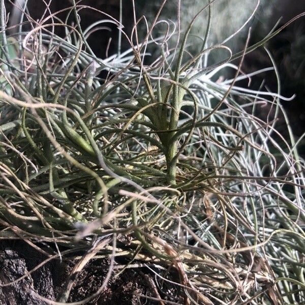 Tillandsia mallemontii Hoja