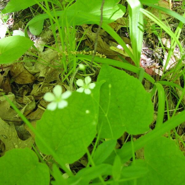 Moehringia lateriflora Агульны выгляд