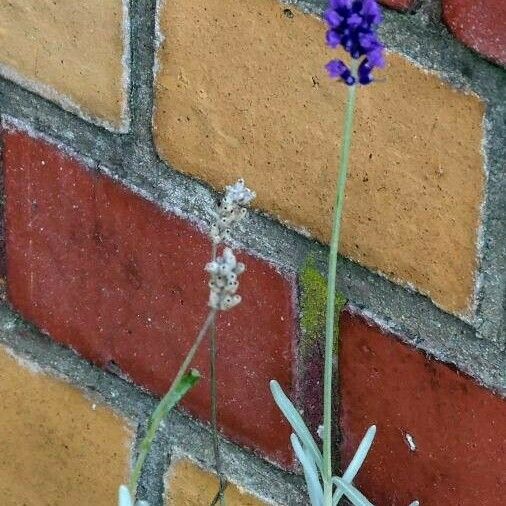 Lavandula angustifolia Blüte