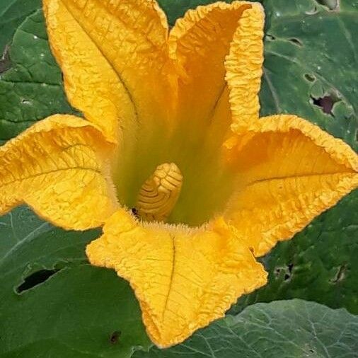 Cucurbita pepo Blüte