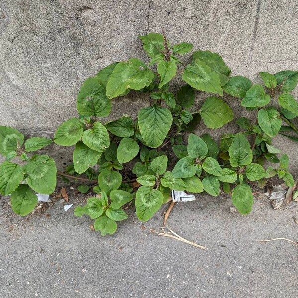 Amaranthus blitum Habit