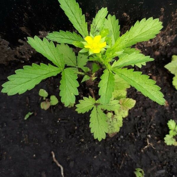 Potentilla norvegica Flor