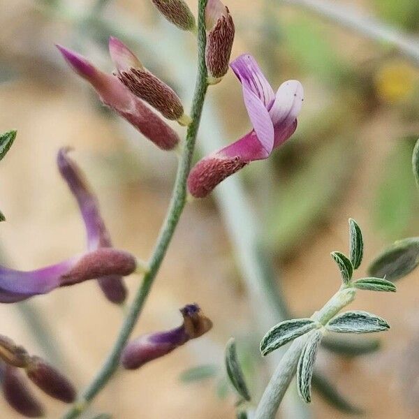 Taverniera spartea Flors