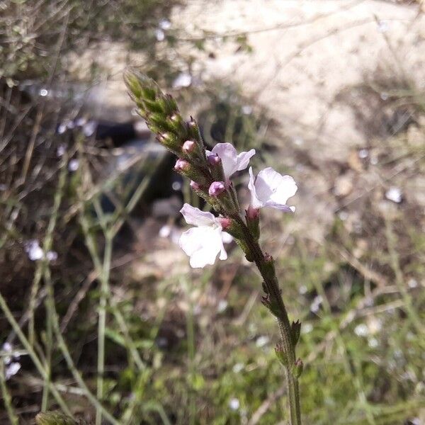 Verbena litoralis Квітка